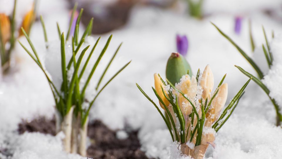 Blumenbeet Blumenbeet im Winter