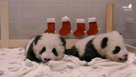 Panda-Zwillinge im weihnachtlich geschmückten Zoo-Bett