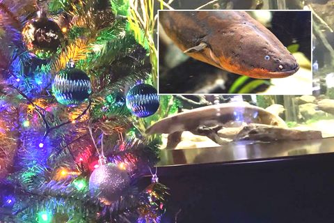 Weihnachten im Aquarium: Zitteraal bringt Weihnachtsbaum zum Leuchten