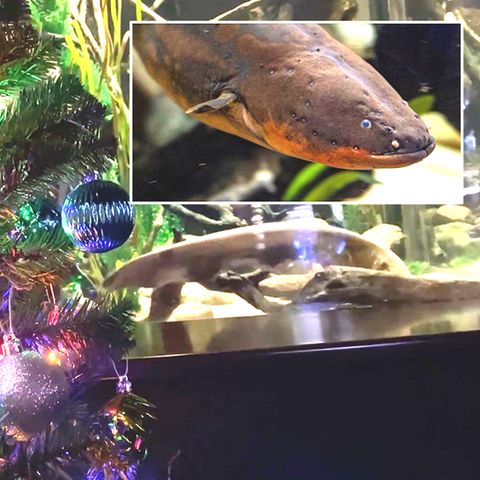 Weihnachten im Aquarium: Zitteraal bringt Weihnachtsbaum zum Leuchten
