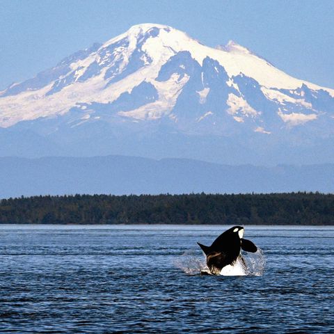 Mount Baker ragt über die Salische See