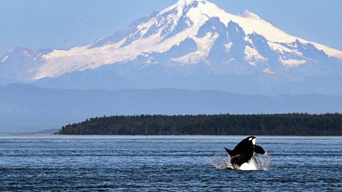 Mount Baker ragt über die Salische See