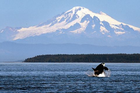 Mount Baker ragt über die Salische See