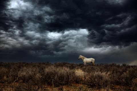 Pferd vor Gewitterfront