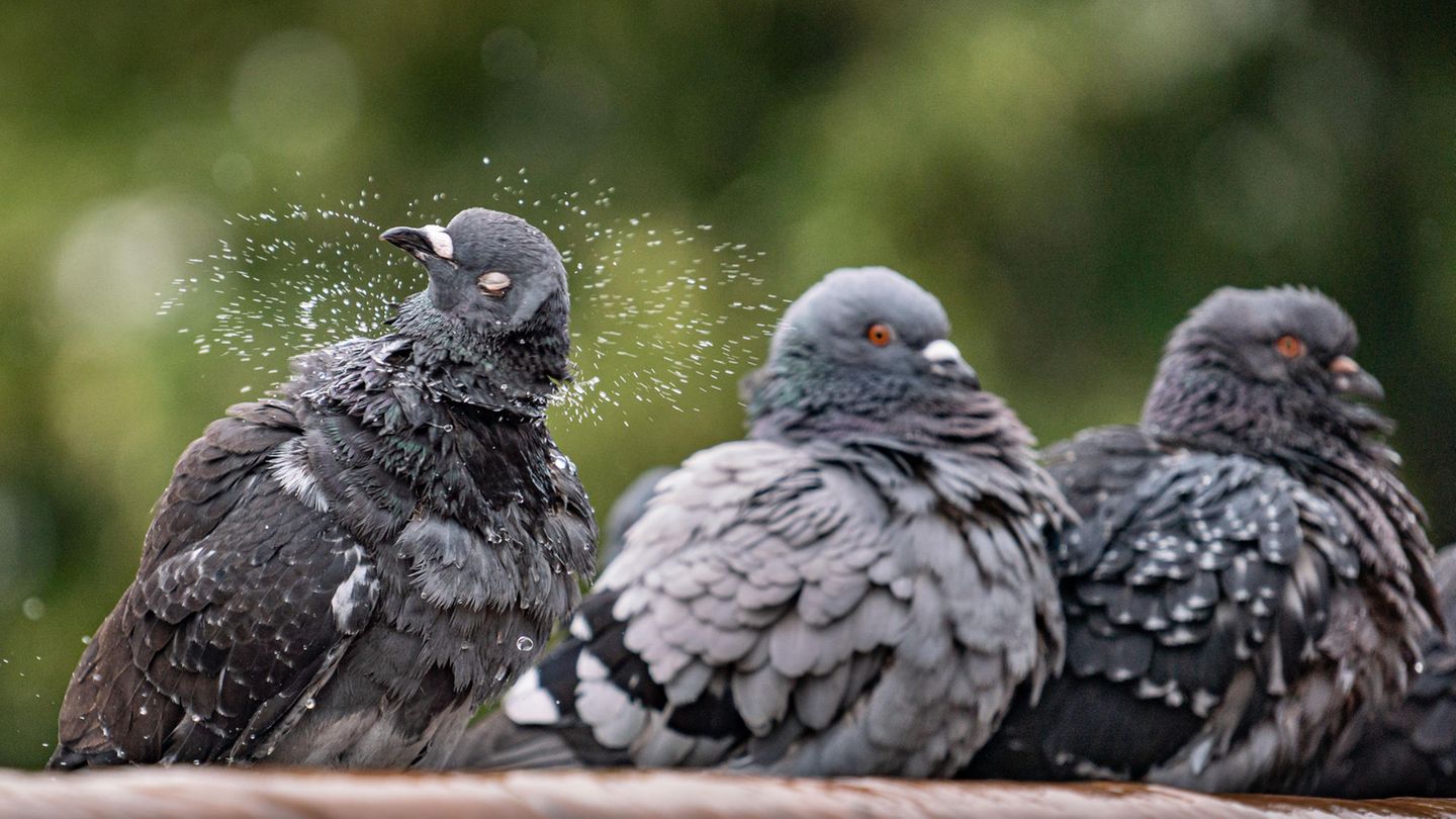 Drei Tauben sitzen nebeneinander un spielen mit Wasser