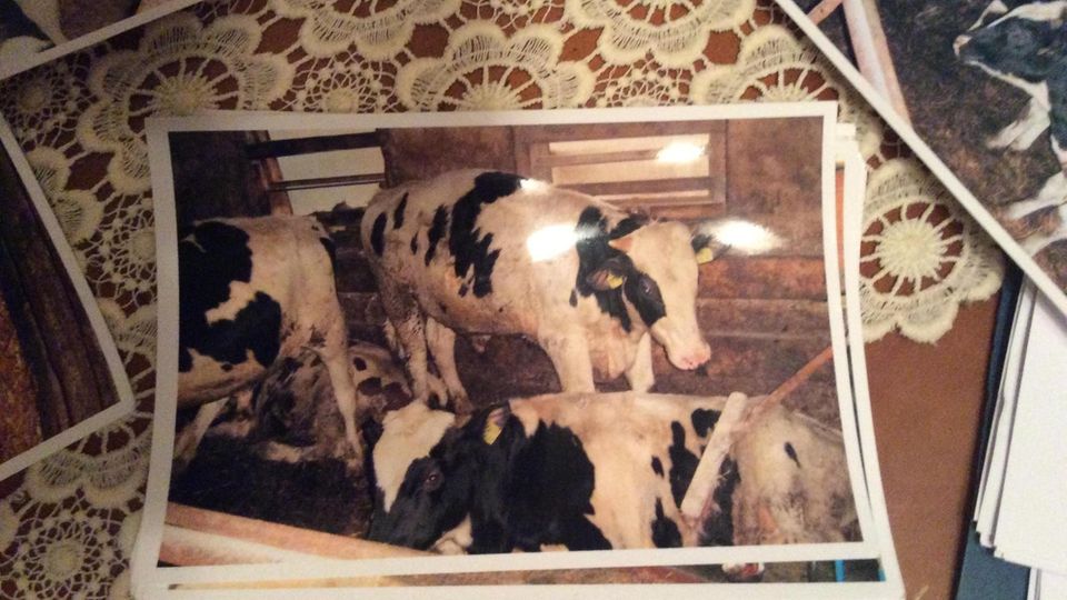 Ein Foto von Kühen