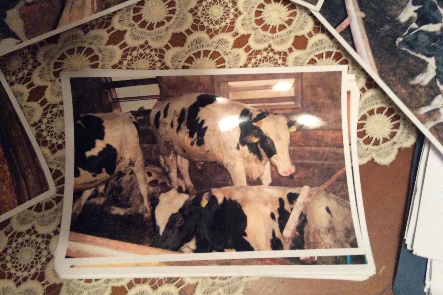 Ein Foto von Kühen