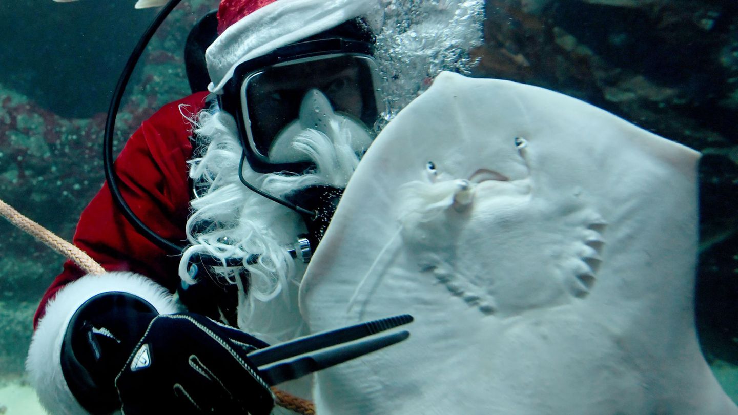 3. Dezember: Warst du auch brav, Nagelrochen? Tönning, Deutschland. Der Nikolaus vergisst wirklich niemanden. Auch nicht die 71 Meeresbewohner im Großaquarium des Nationalpark-Zentrums Multimar Wattforum. Die können sich sogar mehrfach auf den Mann mit dem weißen Bart und dem roten Mantel freuen, denn für die traditionelle Nikolaus-Fütterung am 6. Dezember vor Publikum muss der gute Mann üben. Was auch bedeutet: Während so mancher auf die Existenz des Nikolaus nur anhand der Gaben im aufgestellten Stiefel schließen kann, bekommt ihn dieser Nagelrochen sogar mehrfach zu Gesicht. Offenbar war er besonders brav.