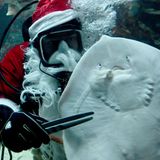 Tönning, Deutschland. Der Nikolaus vergisst wirklich niemanden. Auch nicht die 71 Meeresbewohner im Großaquarium des Nationalpark-Zentrums Multimar Wattforum. Die können sich sogar mehrfach auf den Mann mit dem weißen Bart und dem roten Mantel freuen, denn für die traditionelle Nikolaus-Fütterung am 6. Dezember vor Publikum muss der gute Mann üben. Was auch bedeutet: Während so mancher auf die Existenz des Nikolaus nur anhand der Gaben im aufgestellten Stiefel schließen kann, bekommt ihn dieser Nagelrochen sogar mehrfach zu Gesicht. Offenbar war er besonders brav.