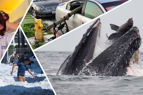 Best-of "Bilder des Tages": Lustig, skurril, erschütternd: die Bilder des Jahres 2019