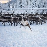 Die Jungtiere werden durch gezielte Würfe mit einem Lasso eingefangen