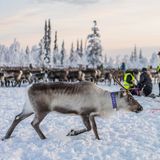 Ein markiertes Jungtier