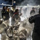 Im Laufe des Tages wird die große Herde in sich verjüngende Gehege getrieben in denen sie von ihren Besitzern anhand der Markierungen im Ohr erkannt und nach ihrer Herdenzugehörigkeit sortiert werden.