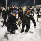 Dabei werden die Rentiere zumeist an den Geweihen gegriffen und in bereitstehende Tiertransporter gebracht. Die Arbeiten gehen bis spät in die Nacht, dabei herrscht eine konstante Temperatur von minus 19 Grad Celsius.