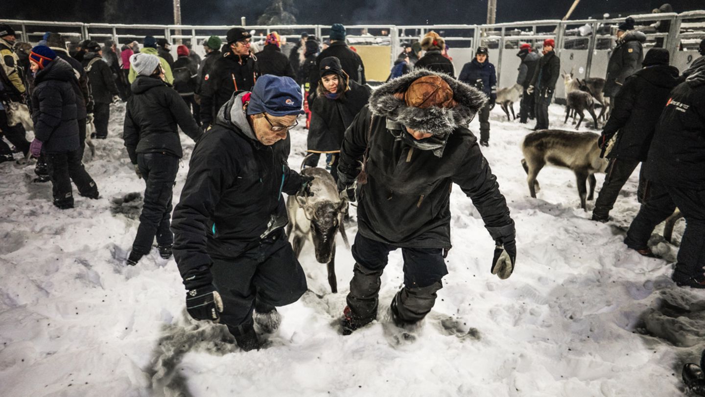 Dabei werden die Rentiere zumeist an den Geweihen gegriffen und in bereitstehende Tiertransporter gebracht. Die Arbeiten gehen bis spät in die Nacht, dabei herrscht eine konstante Temperatur von minus 19 Grad Celsius.