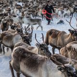 Um die Tiere zusammenzutreiben, müssen die Rentierhirten sie teilweise wochenlang in den unwegsamen Bergregionen an der norwegischen Grenze suchen und in Richtung ihres Sammelplatzes treiben