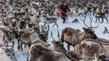 Um die Tiere zusammenzutreiben, müssen die Rentierhirten sie teilweise wochenlang in den unwegsamen Bergregionen an der norwegischen Grenze suchen und in Richtung ihres Sammelplatzes treiben