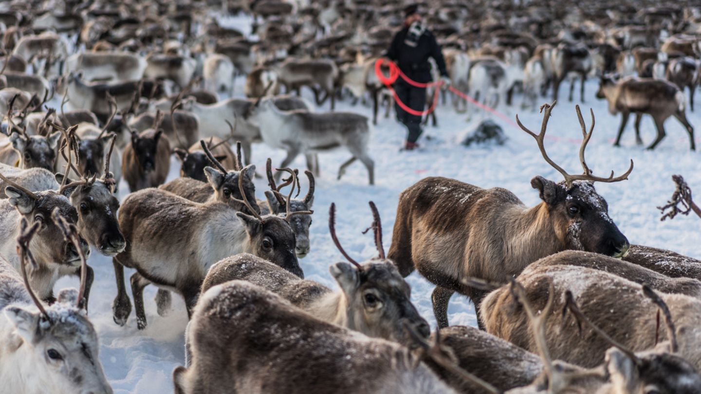 Um die Tiere zusammenzutreiben, müssen die Rentierhirten sie teilweise wochenlang in den unwegsamen Bergregionen an der norwegischen Grenze suchen und in Richtung ihres Sammelplatzes treiben