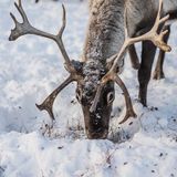Rentiere fressen Flechten und Gräser, die sie unter dem Schnee finden. Der Klimawandel hat in den letzten Jahren immer wieder zu untypischen Temperaturschwankungen geführt, die den Schnee tauen und eine Eisschicht über den Nahrungsquellen der Rentiere bilden lassen. Da die Rentiere dadurch nicht mehr an ihr Futter kommen, verhungern immer mehr Tiere, wenn sie nicht von den Rentierhirten gefüttert werden.