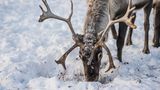 Rentiere fressen Flechten und Gräser, die sie unter dem Schnee finden. Der Klimawandel hat in den letzten Jahren immer wieder zu untypischen Temperaturschwankungen geführt, die den Schnee tauen und eine Eisschicht über den Nahrungsquellen der Rentiere bilden lassen. Da die Rentiere dadurch nicht mehr an ihr Futter kommen, verhungern immer mehr Tiere, wenn sie nicht von den Rentierhirten gefüttert werden.