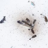 Ein Experiment in Porjus soll klären, wie sich das Verhalten der Rentiere verändert, wenn sie gefüttert werden, anstatt sich selbst zu versorgen. Schon nach einer Saison sind klare Verhaltensänderungen zu beobachten.