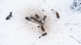 Ein Experiment in Porjus soll klären, wie sich das Verhalten der Rentiere verändert, wenn sie gefüttert werden, anstatt sich selbst zu versorgen. Schon nach einer Saison sind klare Verhaltensänderungen zu beobachten.