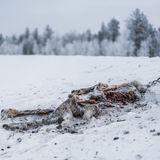 Rentiere werden immer öfter Opfer der Straßen, die ihre Siedlungsgebiete kreuzen