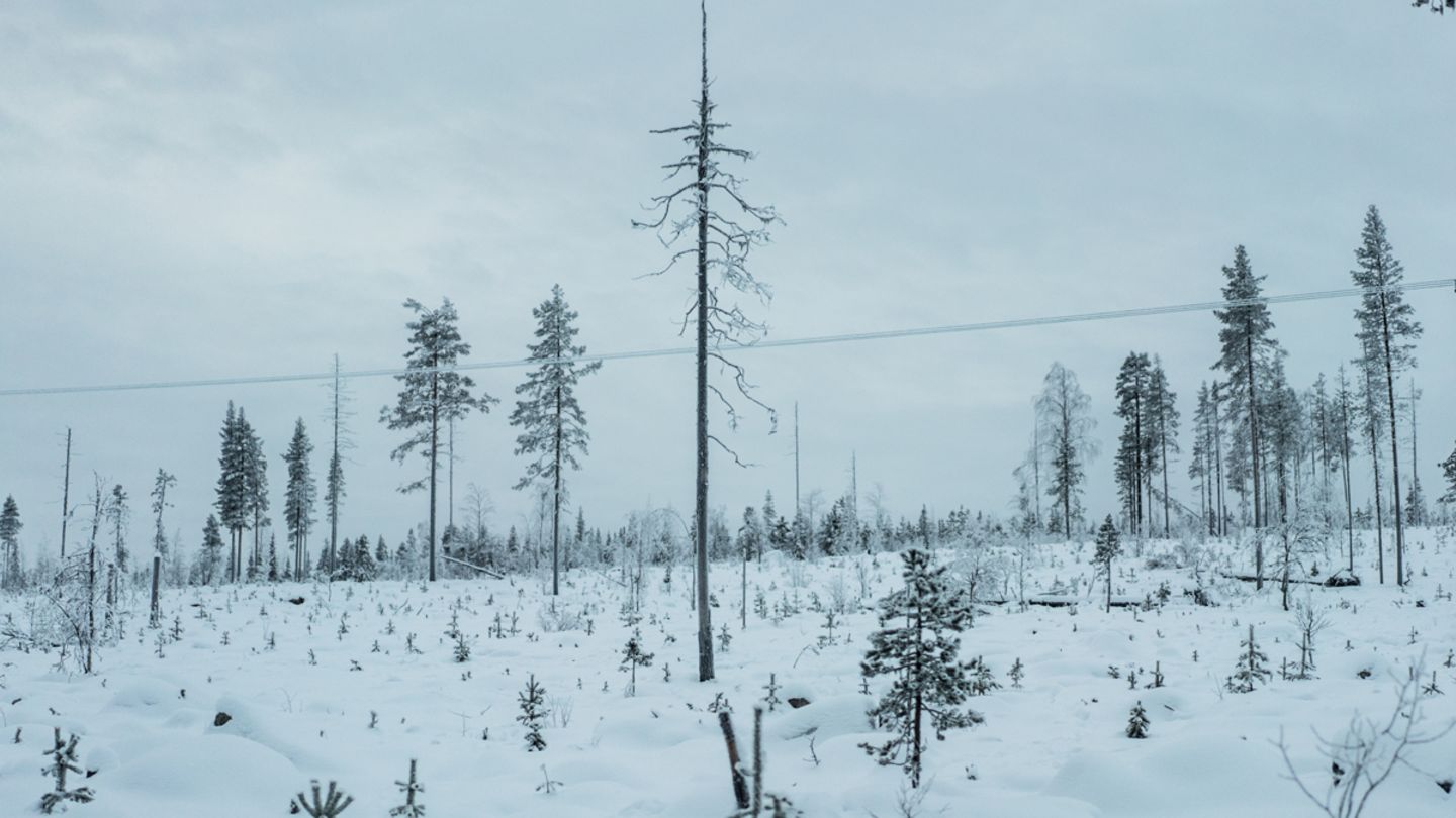 Auch die industrielle Rodung der Wälder der Samen bedroht die Rentiere und das ökologische Gleichgewicht der Region