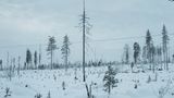 Auch die industrielle Rodung der Wälder der Samen bedroht die Rentiere und das ökologische Gleichgewicht der Region