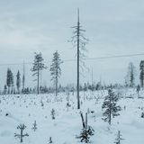 Auch die industrielle Rodung der Wälder der Samen bedroht die Rentiere und das ökologische Gleichgewicht der Region