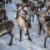 Ein Jungtier in der Rentierherde