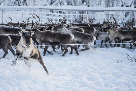Rentier-Herde im Schnee