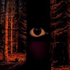 Ein Auge blickt dem Leser aus dem Dunkel des Waldes entgegen