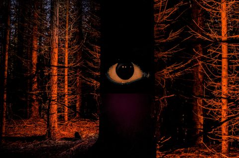 Ein Auge blickt dem Leser aus dem Dunkel des Waldes entgegen