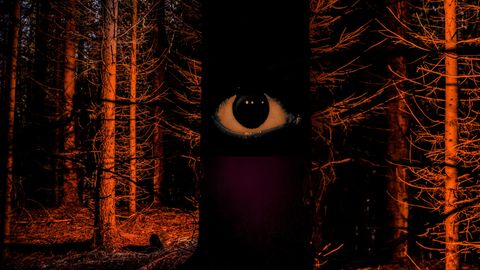 Ein Auge blickt dem Leser aus dem Dunkel des Waldes entgegen