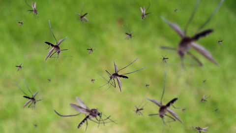 Mücken fliegen durch die Luft