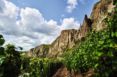 Der Rotenfels ist eine bei Kletterern geachtete Steilwand über der Nahe. Ihre Steinmassen speichern die Hitze des Tages und reflektieren sie in der Nacht
