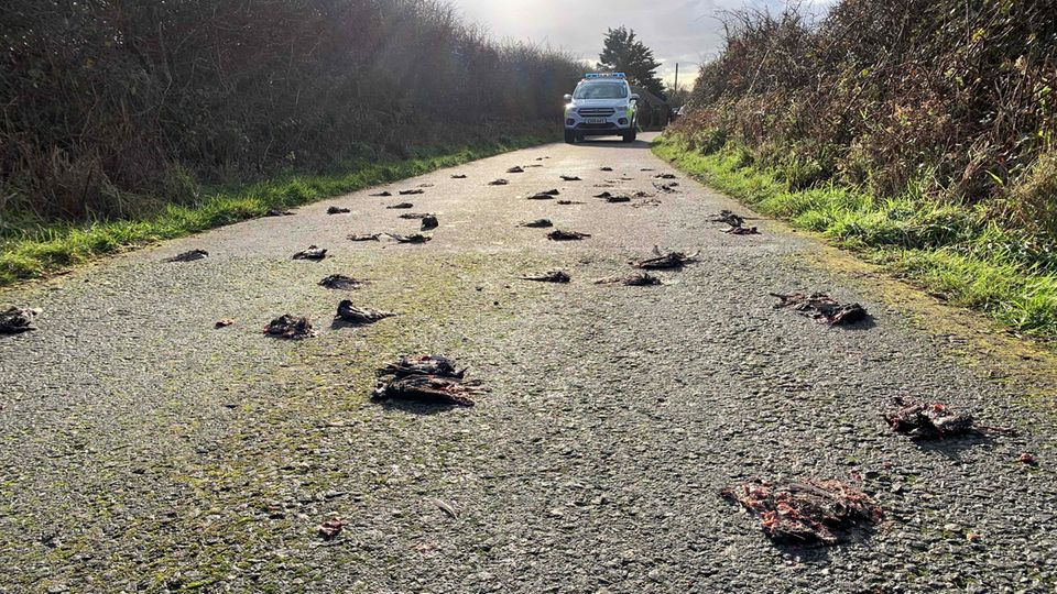 Die Polizei ermittelt: Rund 225 tote Stare liegen auf einem Landweg in Wales