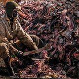 Charles spaltet mit seiner ­Machete Barschköpfe