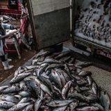 Für den Transport nach Kampala wird der Barsch in Kasensero eingeeist