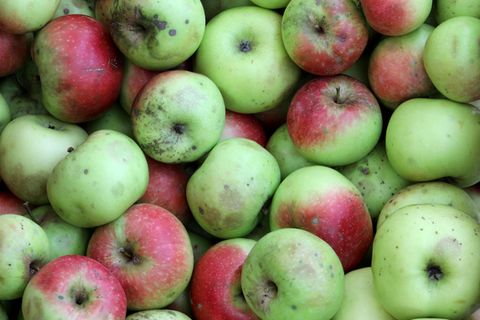 Braune Stellen und Dellen: Aldi bringt den Wetterapfel in den Handel