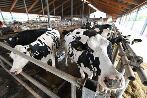 Milchviehbetrieb in Dietmannsried-Überbach im Landkreis Oberallgäu steht massiv in der Kritik.