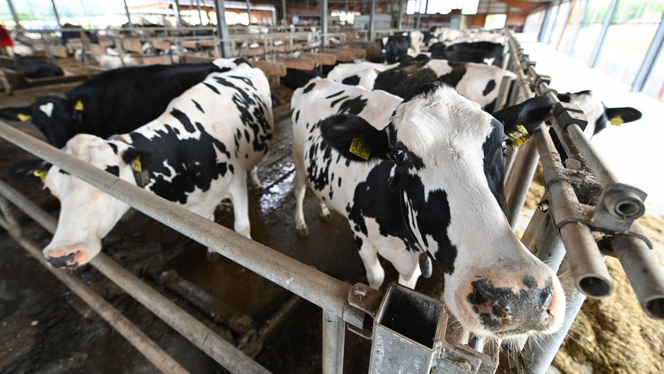Milchviehbetrieb in Dietmannsried-Überbach im Landkreis Oberallgäu steht massiv in der Kritik.