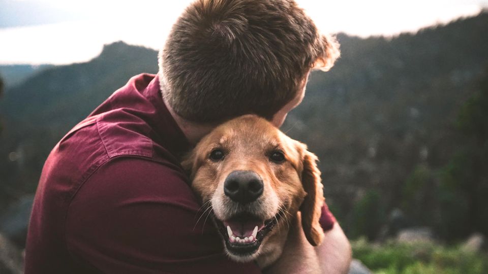 Hundebesitzer fühlen sich sehr verbunden mit ihren Tieren