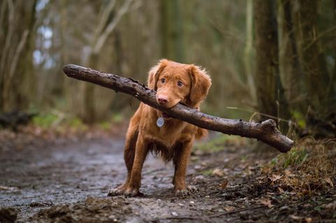 Hund mit Stöckchen