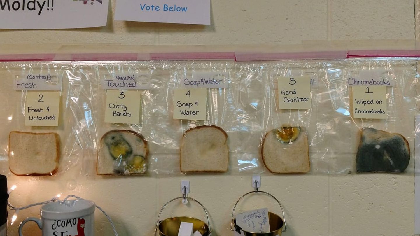 Verschiedene verschimmelte Toasts an einer Schulwand hängend Verschiedene verschimmelte Toasts an einer Schulwand hängend