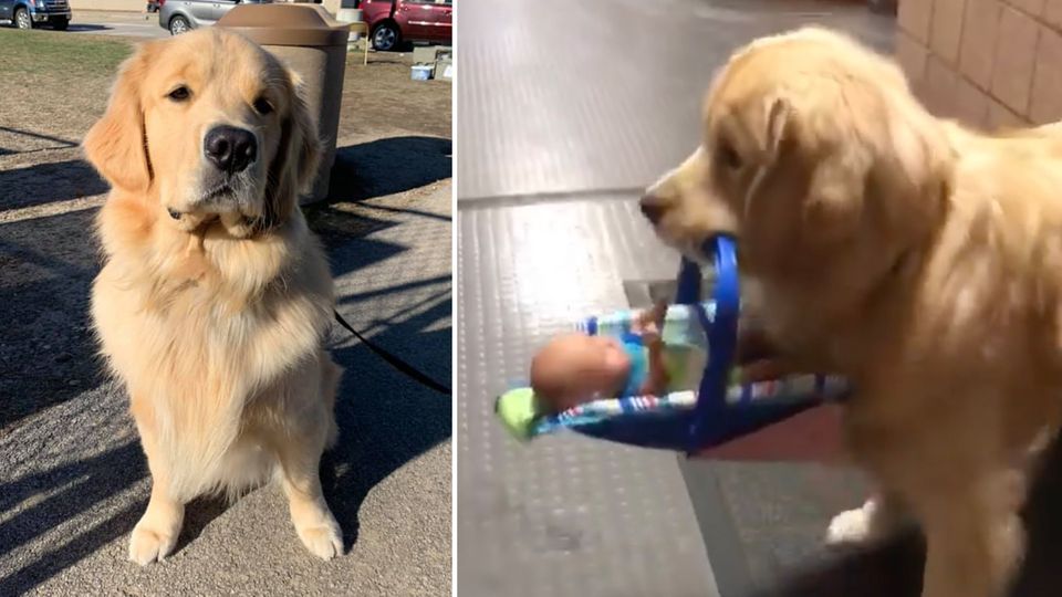 Polizeihund Ben klaut Spielsachen