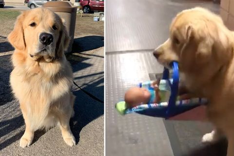 Polizeihund Ben klaut Spielsachen