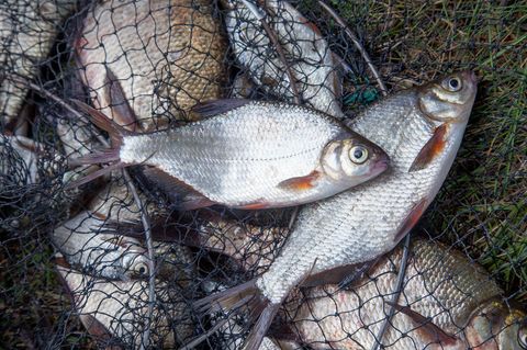 Fische Antibiotika