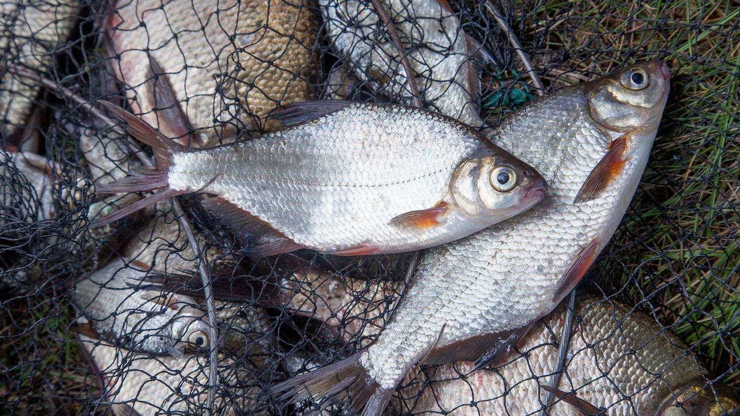 Fische Antibiotika